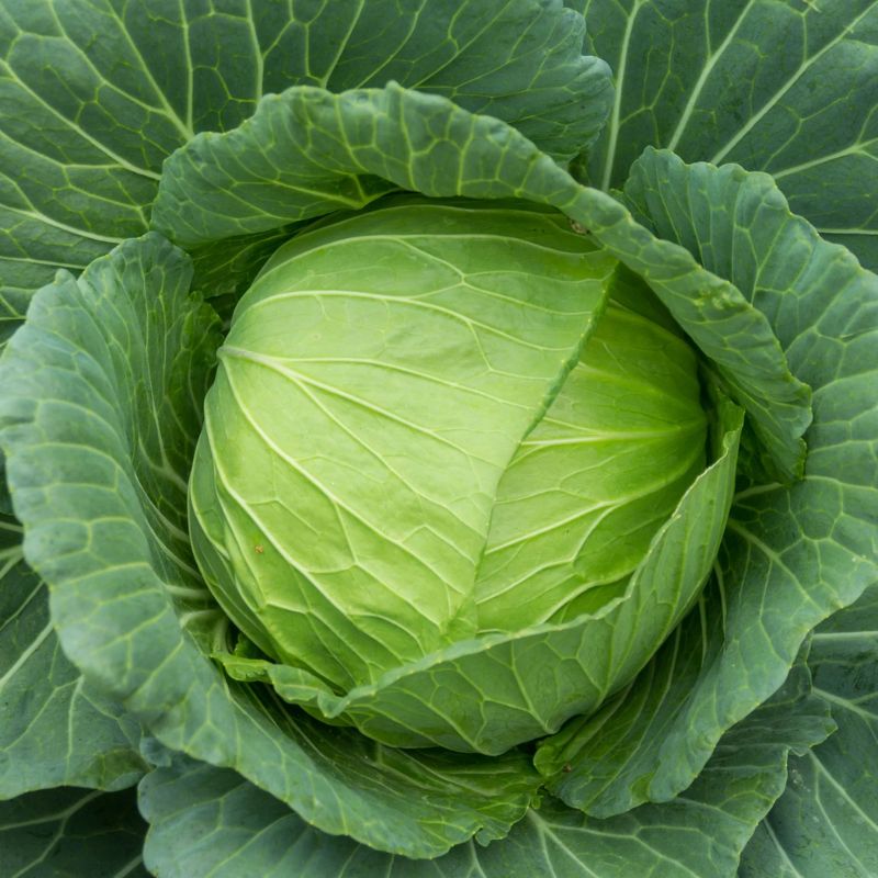 Fresh Green Cabbage